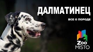 Далматинец - Все о породе собаки | Собака породы Далматин