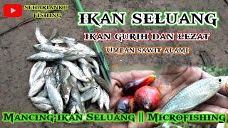 Mancing ikan Seluang tipis sf || Ikan Gurih dan Lezat || microfishing #SEHARIANKU_FISHING