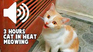 PRANK YOUR PETS! 3 HOURS FEMALE CAT IN HEAT MEOWING MATE CALLING