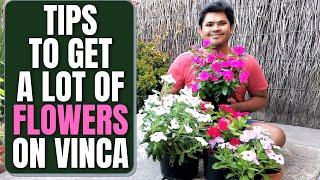 How I get A Lot of Flowers on my Vinca Plants | Tips to Get Maximum Flowers!