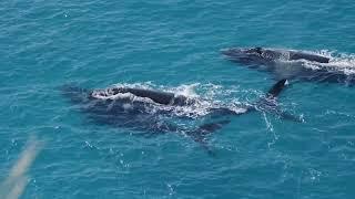 South Australia Whale Watching