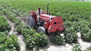 MF 375 Tractor with Ridger | Millat Tractors