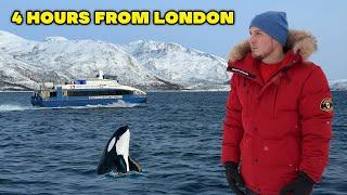 Are ‘Whale Watching Tours’ worth the money?