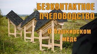 Бесконтактное колодное пчеловодство. О башкирском мёде