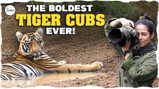 VEERA CUBS | The BOLDEST tiger cubs ever | 4K | Sadaa Wild Stories