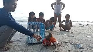 cute baby monkey watched by children