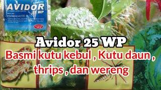 Avidor 25 WP Insektisida pembasmi hama kutu kebul,HamaThrips dan Hama wereng coklat