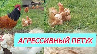 СКОЛЬКО ИНКУБАЦИОННЫХ ЯИЦ  НУЖНО ПОКУПАТЬ | АГРЕССИВНЫЙ ПЕТУХ