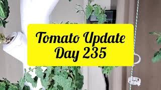 Tomato Update - Day 235 Grown in Gardyn Hydroponics