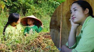 Harvesting peanuts - Phan meets a little girl. The longing for motherhood.