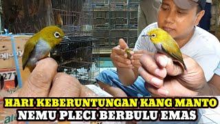 NEMU PLECI BERBULU EMAS!!UPDATE HARGA BURUNG TERBARU HARI INI DIKIOS KANG MANTO PASAR BURUNG PRAMUKA