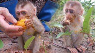 What makes this Baby Monkey always starve ?