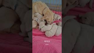 비오는날 몽실이네는 #남해 #리트리버 #강아지 #몽실이 #한파