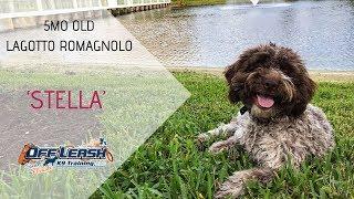 5MO OLD LAGOTTO ROMAGNOLO 'STELLA', 2 WEEK BOARD AND TRAIN PROGRAM W/ TIFFANY