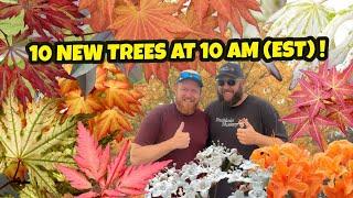 The Spectacular Japanese Maples | 10 New Trees at 10 AM (EST) | Japanese Maples on MrMaple