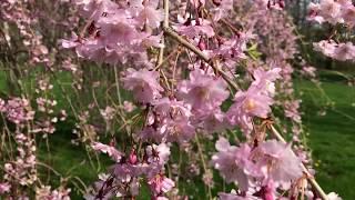 Цветение плакучей сакуры в Blithewold - 7 - Spring - Weeping Cherry 'Pendula' - May  3, 2018