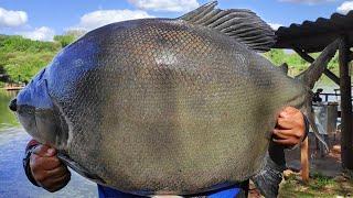 ACHEI O PARAÍSO DA PESCA ESPORTIVA EM PESQUEIROS!