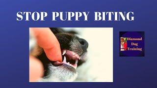 How To Stop A Puppy From Biting Your Fingers When You Pet Them