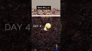 #farming #plants #gardening #garden #punjabisong #punjabimusic #love #ytshorts