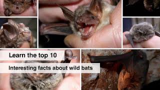 Top 10 Interesting Facts About Bats of Canada