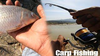 Incredible Yellow Carp Fish Catching | Big Carp Fish Catching  | Carp Fish | Fresh Water Fishing