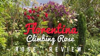 Florentina Climbing Rose - Rose Review - Kordes Roses - English Rose Garden - Rose Arch