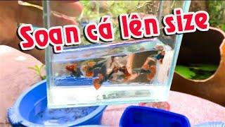 Review các dòng Cá 7 màu - Guppy lên size phẩm | Túc Thịnh