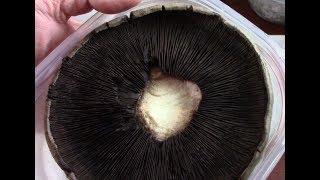 Using spore prints to grow portobello mushroom  mycelium , Grew Mycellium also grew Contamination