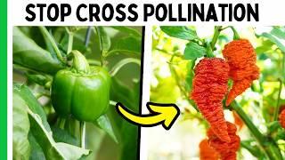 How To Keep Your Pepper Varieties Pure (Easy Method)