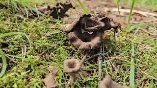 ‍🟫Craterellus cornucopioides, Mushroom Hunting @kati.makinen8