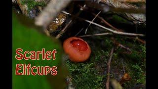 Identifying Scarlet Elfcups