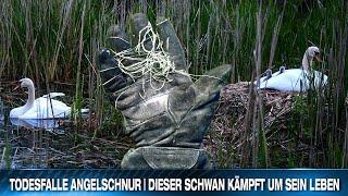 Rettung in letzter Minute // Schwan kämpft um sein Leben in tödlicher Angelschnur-Falle