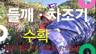 들깨ㆍ차조기(자소엽) 수확#들깨#차조기#고니팜#241013