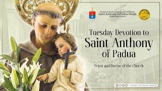 Tuesday Devotion to Saint Anthony of Padua | 7:30 AM Holy Mass | November 26, 2024