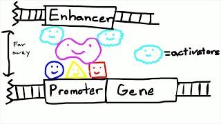 Promoters and Enhancers