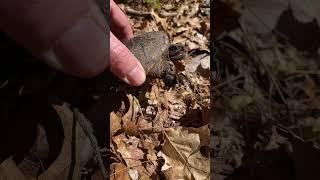 Ferocious Common Snapper Headed to Vernal Pool #nature #wildlife #snapping turtle #turtle #reptile