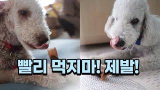 오래먹는 강아지간식이라며 dog snacks