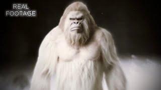 New Bigfoot Videos YOU Haven’t Seen! *EXCLUSIVE FOOTAGE*