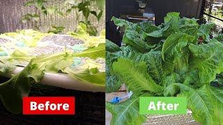 You Can Grow Hydroponic Lettuce, Easiest Way Ever