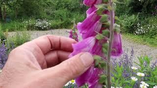 Foxgloves - a must for every bee-friendly garden!