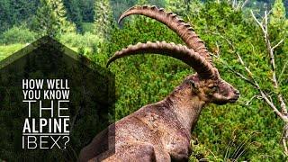 Alpine Ibex || Description, Characteristics and Facts!