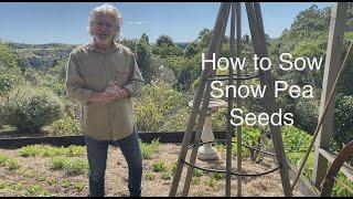 How to Plant Snow Peas