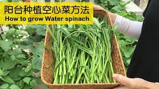 阳台也能种空心菜，教你几个小技巧，割完一茬又一茬，简单实用！｜how to grow water spinach