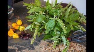 Yummy Basil, cilantro & scotch bonnet  pesto. Vegan friendly from Cecile it with a Kiss