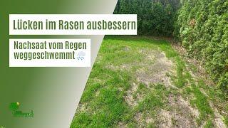 Nachsaat weggeschwemmt  So rettest Du deinen Rasen nach starkem Regen | Lücken im Rasen ausbessern