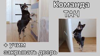 Учим собаку команде ТАЧ + учим закрывать дверь