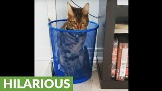 Weirdo cat decides to chill in empty garbage can