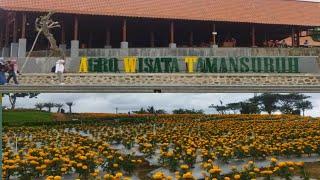 New Agrowisata Taman Suruh || AWT Banyuwangi