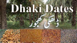 Dhaki Khajoor | Dhaki Dates Garden | ڈھکی کھجور