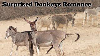 Equus Africanus Asinus The Story of Domestic Donkeys"Saddle-Free Wonders The Graceful Life of Donkey